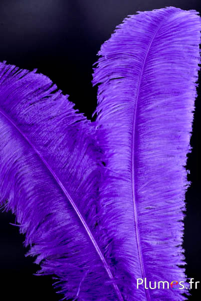 Autruche taillée - 50-60 cm - violet